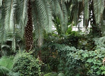 W gliwickiej palmiarni można poczuć się jak w dżungli