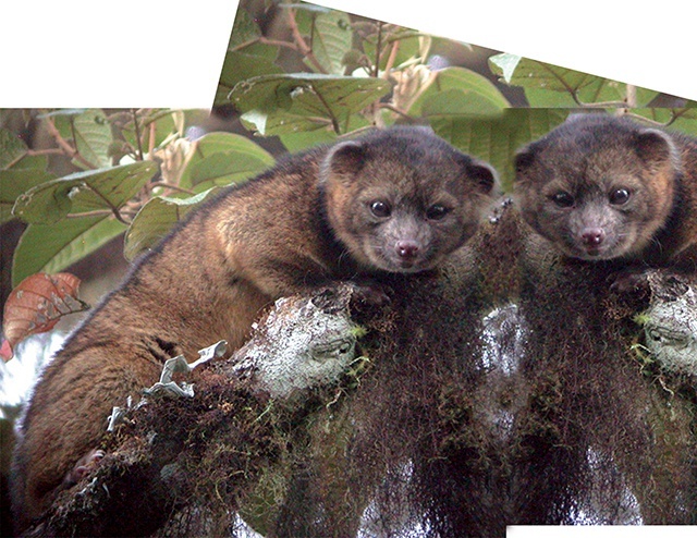 Olingo górski z rodziny szopowatych został odkryty dopiero w 2013 r. w tropikalnym kolumbijskim lesie 