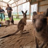 Biskupi australijscy popierają projekt ustawy o zmianach klimatycznych