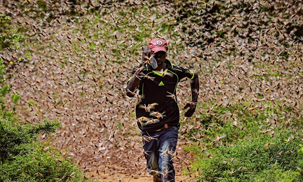 Mężczyzna uciekający przed gigantycznym rojem szarańczy 200 km na wschód od Nairobi.
24.01.2020 Kenia