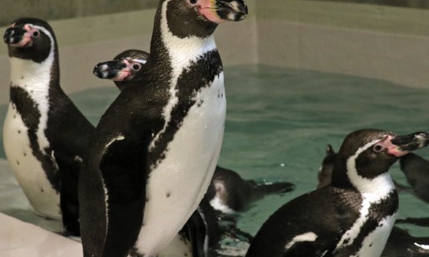 Chorzów. Pingwiny wróciły do zoo