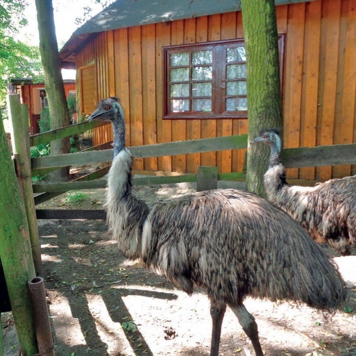 09.02.20| Strusie pusie w pas kłaniają...