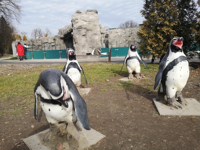 Chorzów. Pingwiny aklimatyzują się w zoo