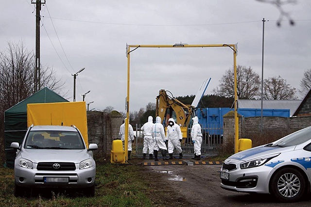 W Skaratkach zlikwidowano hodowlę 40 tys. kaczek, od małych piskląt po dorosłe osobniki.