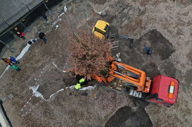 12-metrowy dąb posadzony na placu Świętego Ducha