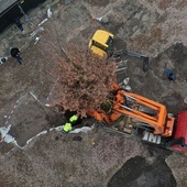 12-metrowy dąb posadzony na placu Świętego Ducha