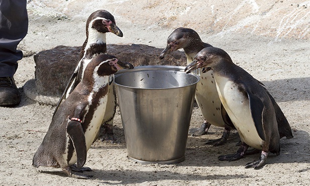 Pingwiny to prawdziwe łakomczuchy. W ogrodzie zoologicznym jedzą dwa razy dziennie – w sumie każdy osobnik pożera kilogram smakowitych ryb 