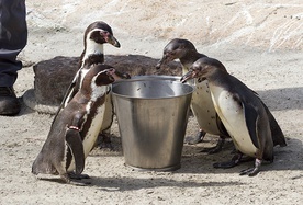 Pingwiny to prawdziwe łakomczuchy. W ogrodzie zoologicznym jedzą dwa razy dziennie – w sumie każdy osobnik pożera kilogram smakowitych ryb 