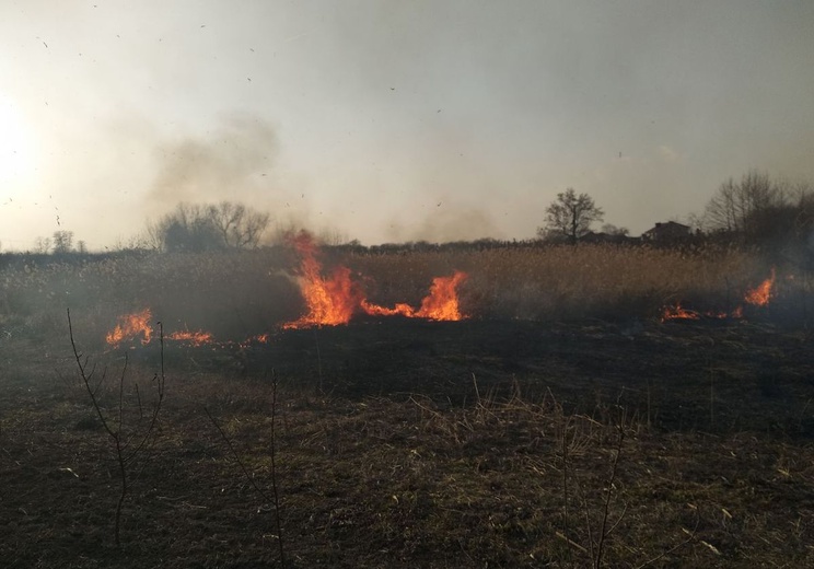 Strażacy apelują. Nie wypalajmy traw!