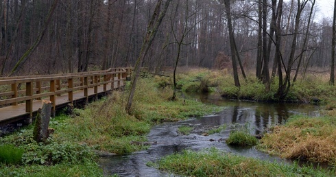 Na drewnianych pomostach obowiązuje ruch jednokierunkowy, od początku ścieżki edukacyjnej w kierunku "Królewskiego Źródełka".