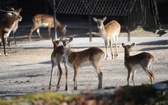 Krakowski Ogród Zoologiczny w czasie epidemii koronawirusa