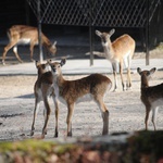 Krakowski Ogród Zoologiczny w czasie epidemii koronawirusa