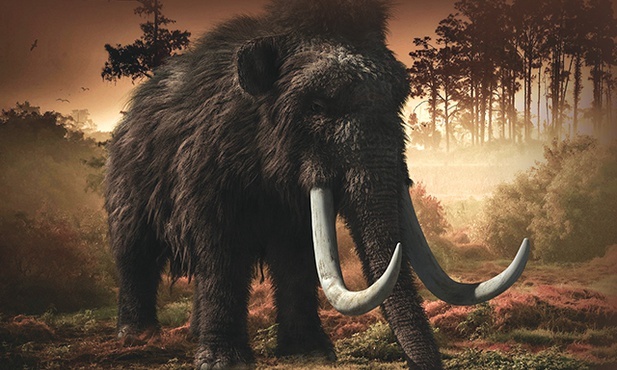 Co jakiś czas paleontolodzy odnajdują zachowanego w całości przedstawiciela mamuciej rodziny. Dzięki takim znaleziskom udało się odtworzyć kod genetyczny olbrzymich mamutów włochatych o długim futrze  i kłach sięgających ziemi