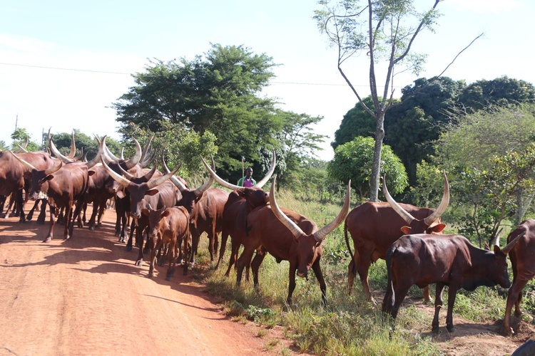 Tanzania, misje i zagrożenie koronawirusem