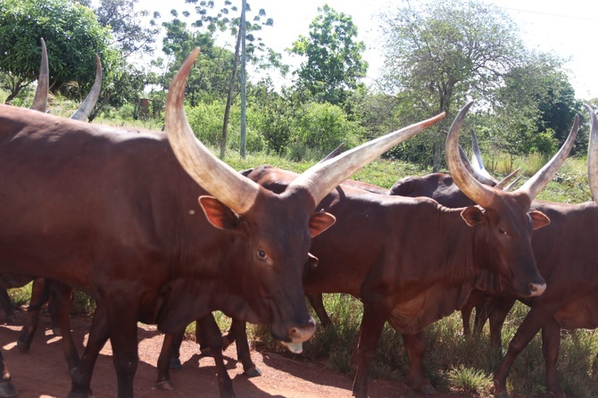 Tanzania, misje i zagrożenie koronawirusem