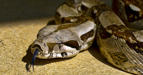 Poraniony boa dusiciel czeka na adopcję