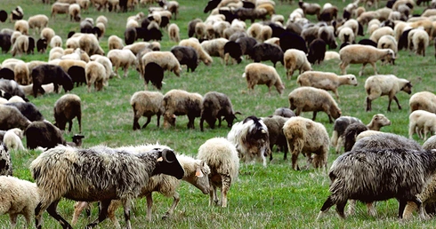 W tym roku wokół bacówek w tym rejonie Polski i Beskidzie Niskim będzie paść się blisko 5 tys. owiec. 
19.04.2020 Lutowiska
