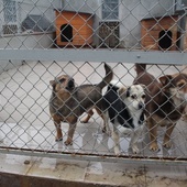 Mieszkańcy schroniska dla bezdomnych zwierząt w Radomiu.