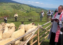 ▲	Bacę, juhasów i 700 owiec pobłogosławił ks. Krzysztof Pacyga. 