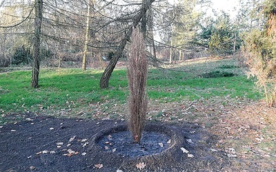 ▲	Protoplasta modrzewia „Warcino” w uniwersyteckim ogrodzie botanicznym w Poznaniu.
