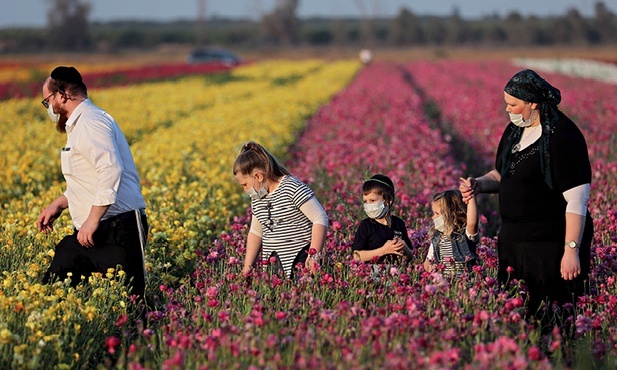 Ortodoksyjna żydowska rodzina na polach jaskrów.
30.04.2020 r. Kibuc Nir Icchak, Izrael.