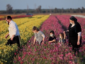 Ortodoksyjna żydowska rodzina na polach jaskrów.
30.04.2020 r. Kibuc Nir Icchak, Izrael.