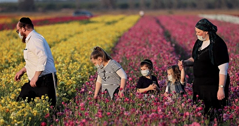 Ortodoksyjna żydowska rodzina na polach jaskrów.
30.04.2020 r. Kibuc Nir Icchak, Izrael.