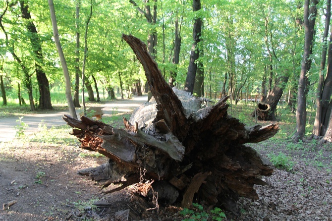 Swojczycki Park "Czarna Woda”