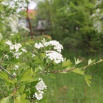 Swojczycki Park "Czarna Woda”