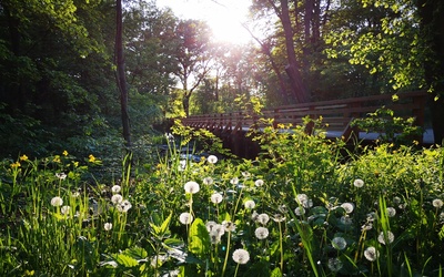 Swojczycki Park "Czarna Woda”