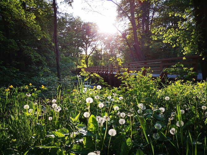 Swojczycki Park "Czarna Woda”