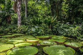 Biskupi organizują kampanię „Amazonia cię potrzebuje!”