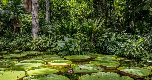 Biskupi organizują kampanię „Amazonia cię potrzebuje!”