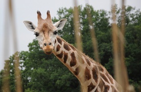 Zoo czeka na gości