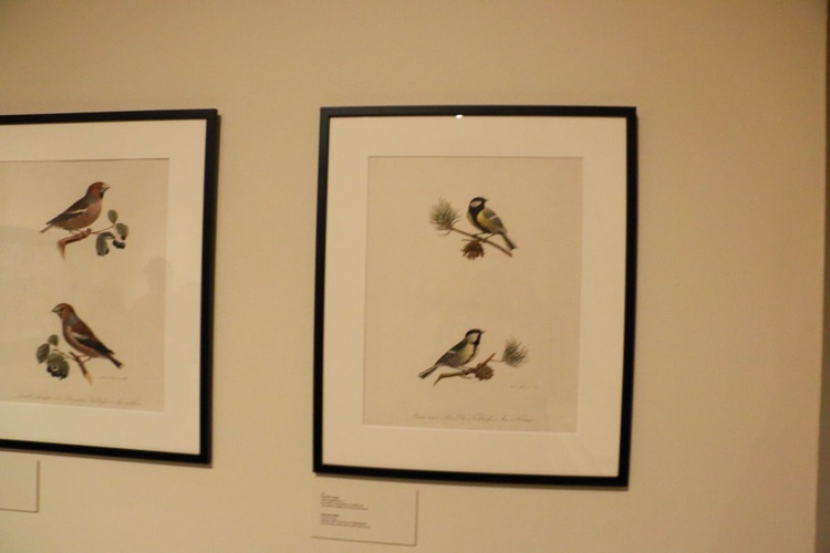 Wystawa "Rośliny i zwierzęta" w galerii Miedzynarodowego Centrum Kultury
