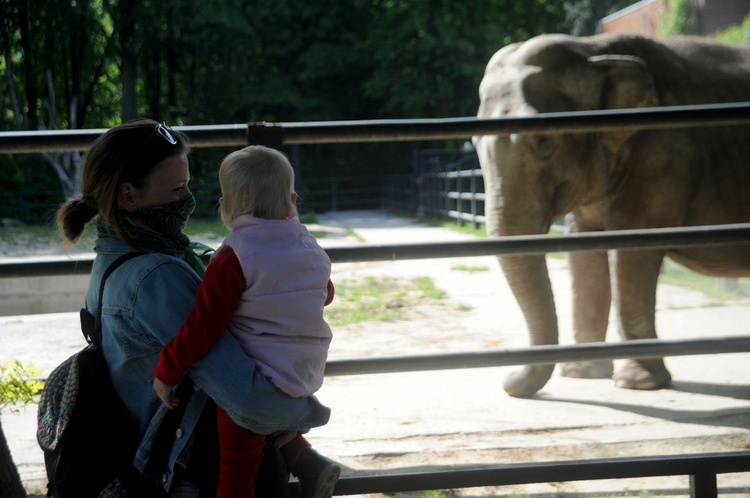 Krakowskie zoo znów przyjmuje gości