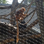 Krakowskie zoo znów przyjmuje gości