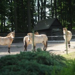 Krakowskie zoo znów przyjmuje gości