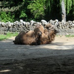 Krakowskie zoo znów przyjmuje gości