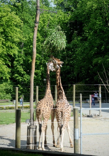 Krakowskie zoo znów przyjmuje gości