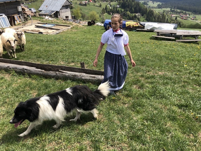 Mieszanie owiec u bacy Piotra Kohuta w Koniakowie - 2020