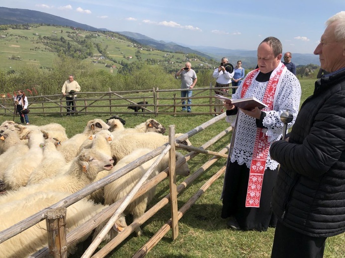 Mieszanie owiec u bacy Piotra Kohuta w Koniakowie - 2020