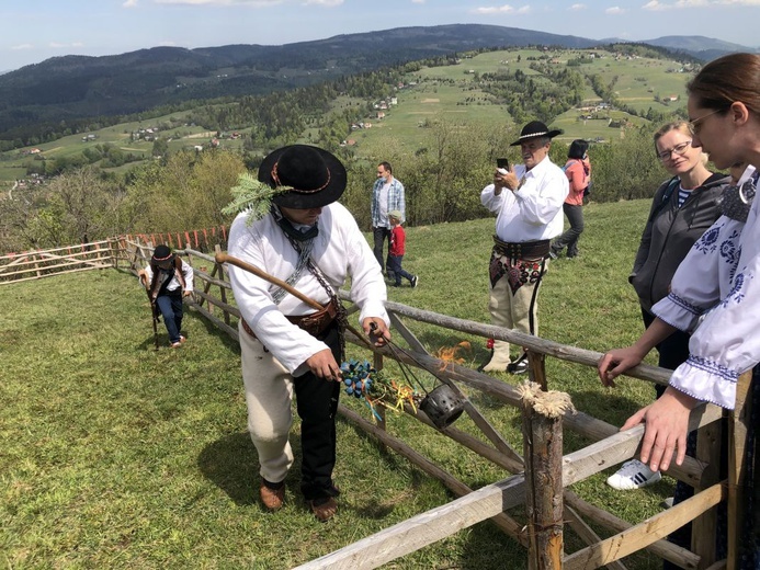 Mieszanie owiec u bacy Piotra Kohuta w Koniakowie - 2020