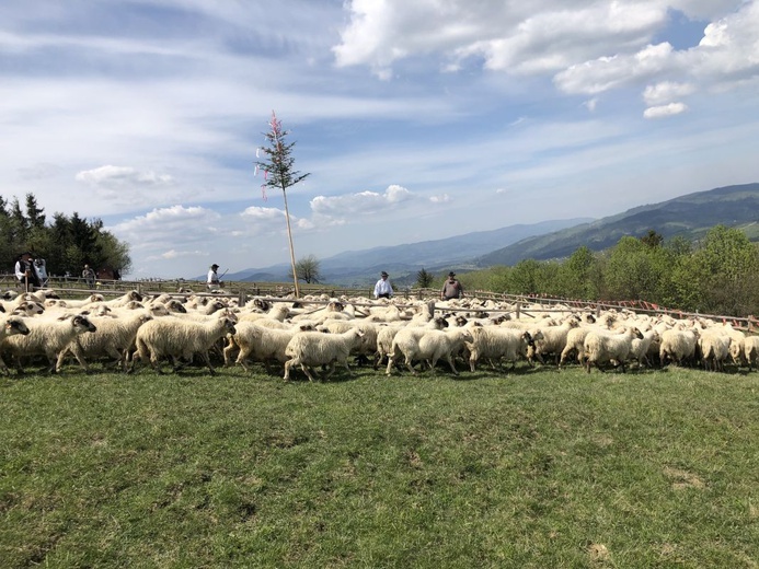 Mieszanie owiec u bacy Piotra Kohuta w Koniakowie - 2020