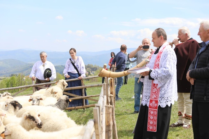 Mieszanie owiec u bacy Piotra Kohuta w Koniakowie - 2020