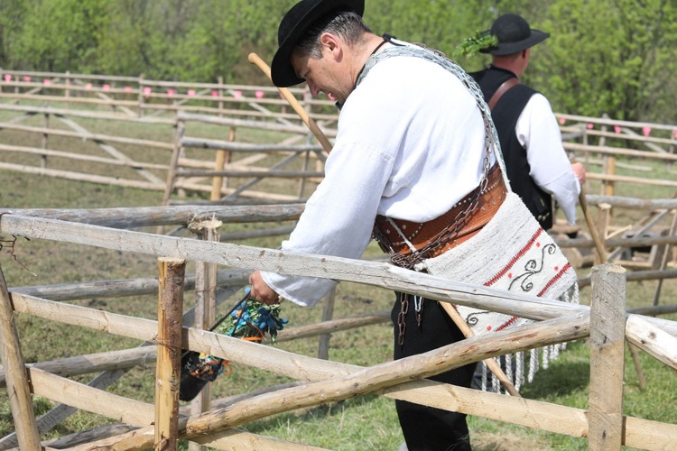 Mieszanie owiec u bacy Piotra Kohuta w Koniakowie - 2020