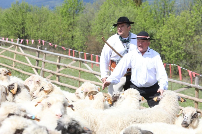 Mieszanie owiec u bacy Piotra Kohuta w Koniakowie - 2020