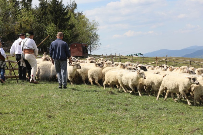 Mieszanie owiec u bacy Piotra Kohuta w Koniakowie - 2020