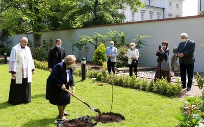 Dąb na setne urodziny Jana Pawła II