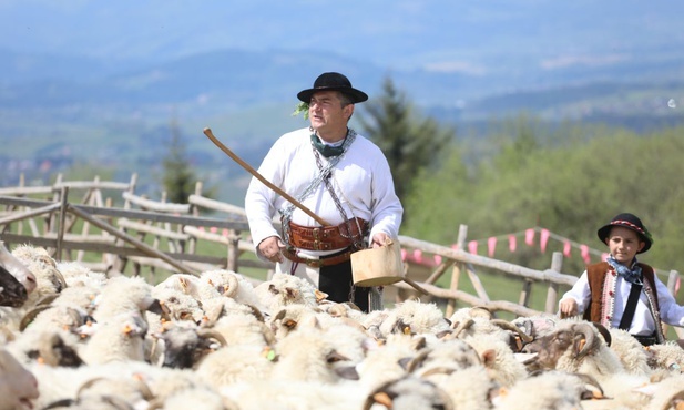 Baca Piotr Kohut rozpoczął kolejny wypas owiec, a wraz z nim - jego syn Paweł...